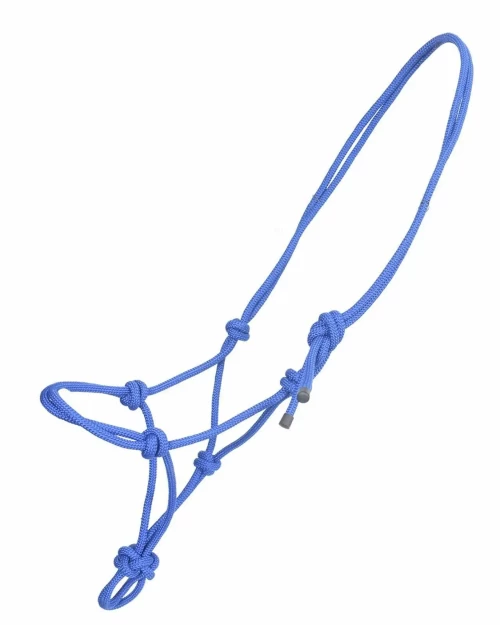 ראשיית אילוף